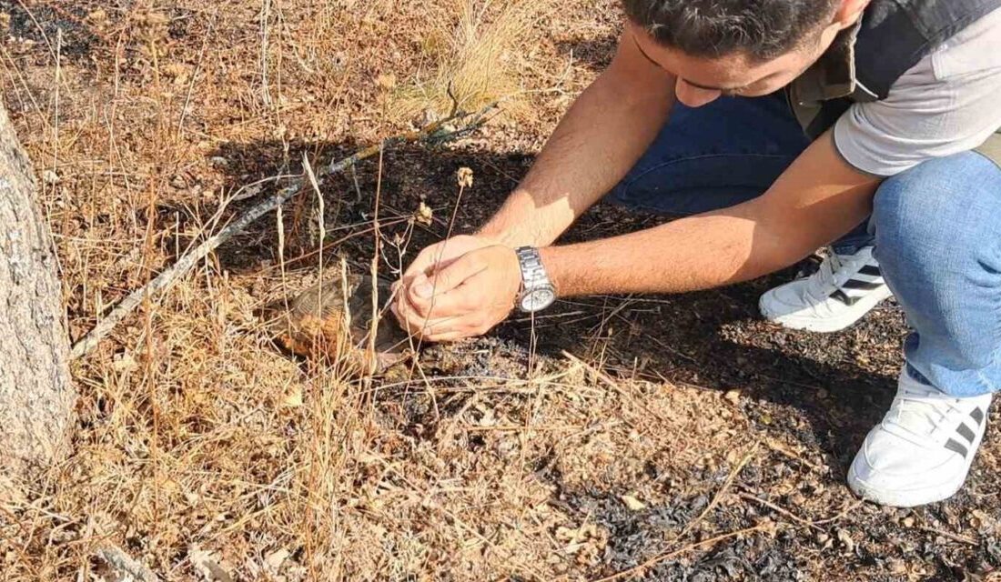 Bilecik’in Pazaryeri ilçesine bağlı Burçalık köyünde dün akşam saatlerinde tarım
