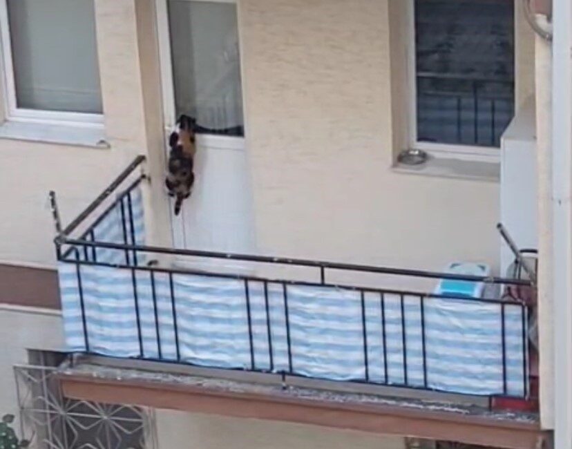 Eskişehir’de bir kedinin balkona mahkum edildiği öne sürülen ve büyük