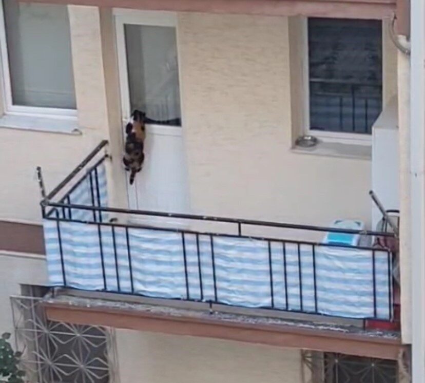 Eskişehir’de bir kedinin balkona mahkum edildiği öne sürülen ve büyük