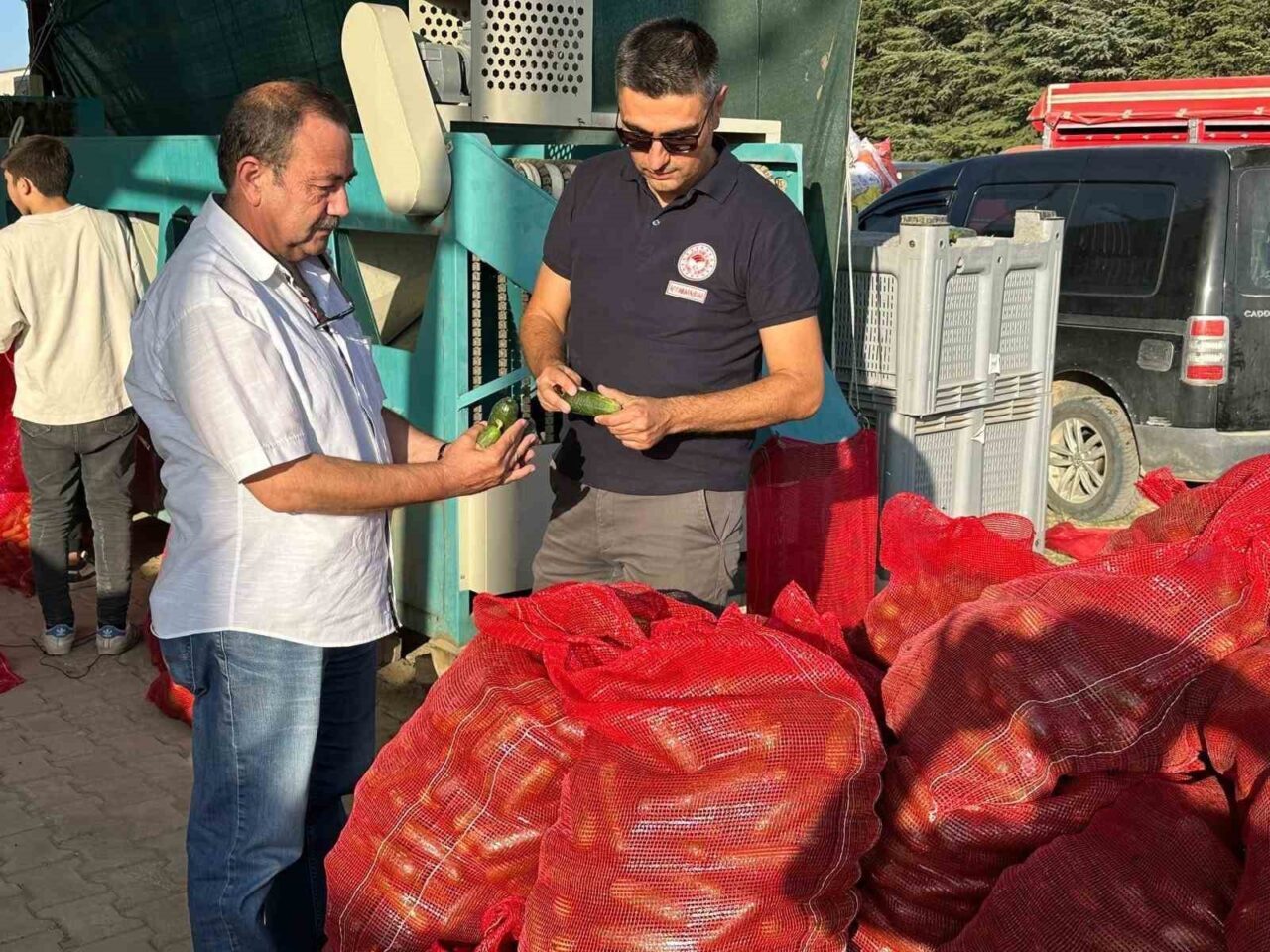 Afyonkarahisar’da hasadı devam eden kornişon salatalıklarda hastalık ve zararlı kontrolleri
