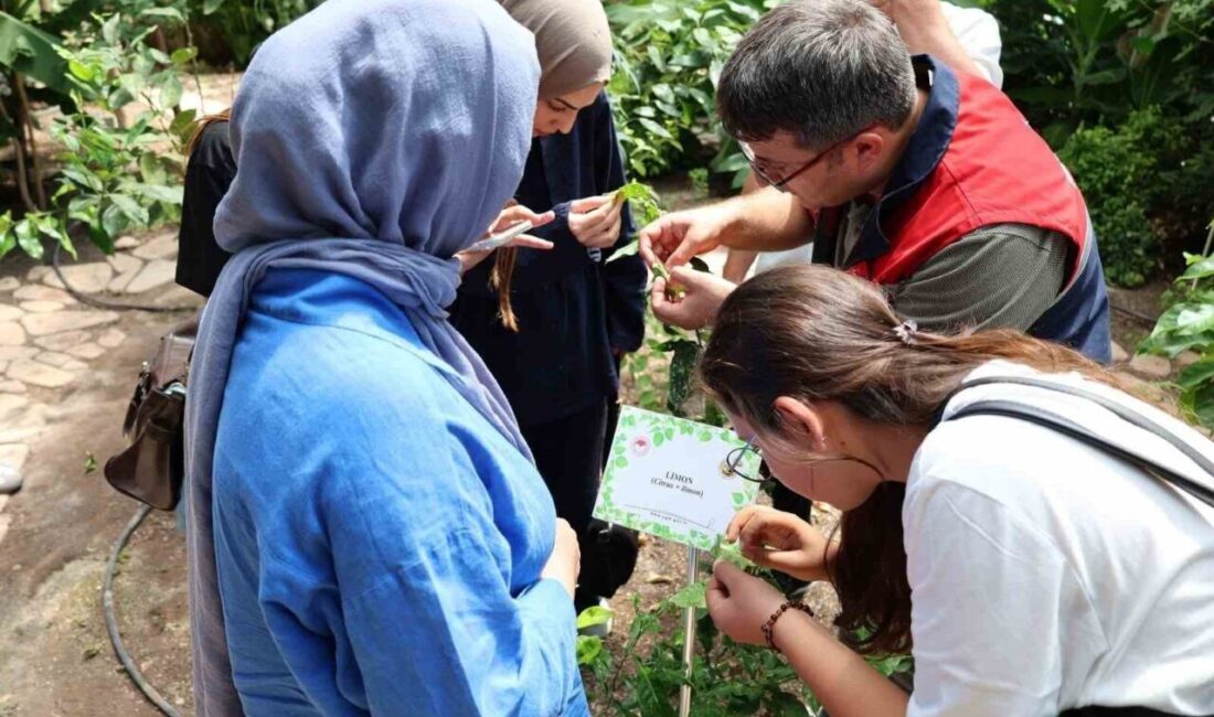 Afyonkarahisar Tıbbi ve Aromatik Bitkiler Merkezi’nde stajyer öğrencilerin katılımıyla teknik