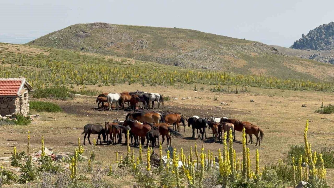 Afyonkarahisar’ın Emirdağ ilçesindeki yaylalarda sevimlilikleri ve ürkeklikleriyle bilinen yılkı atları
