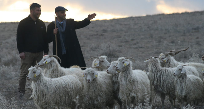 Tunceli’nin Çemişgezek ilçesinde küçükbaş hayvancılıkla uğraşan üreticiler, çoban ücretlerindeki fahiş