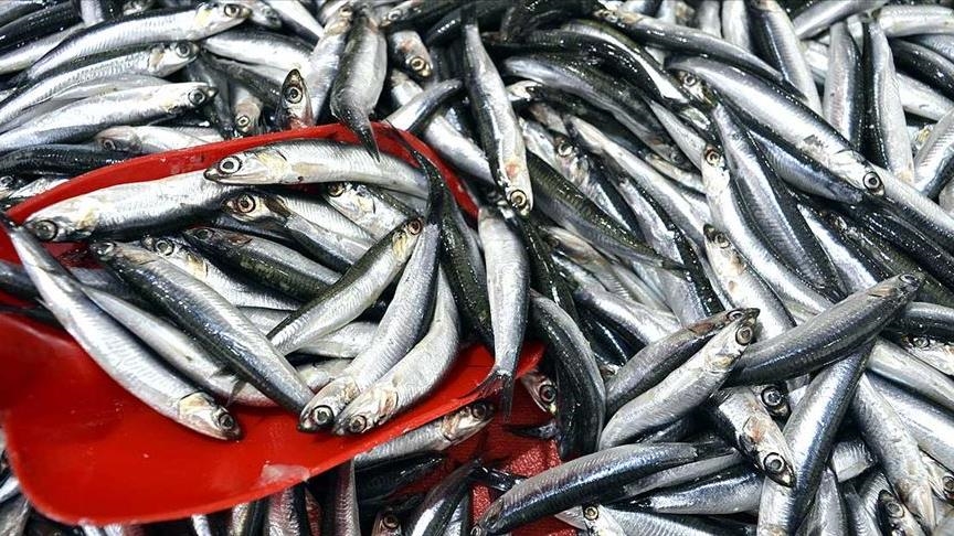 Türkiye’den ocak-ağustos döneminde yapılan hamsi ihracatı 9 milyon 942 bin