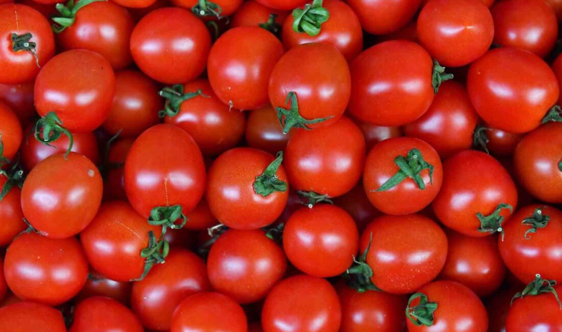 Türkiye’de domates fiyatları, üreticiden markete ulaşana kadar ciddi bir artış