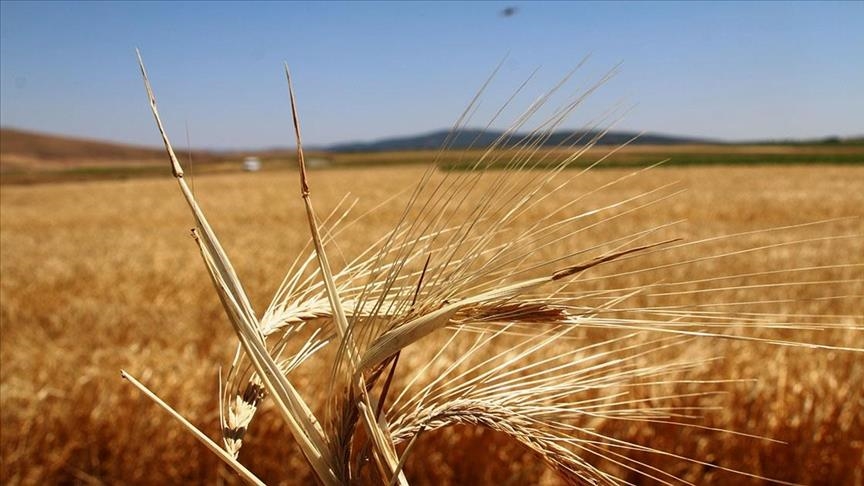 Tarım ve Orman Bakanlığınca 2026 yılı için ayçiçeği ve soya