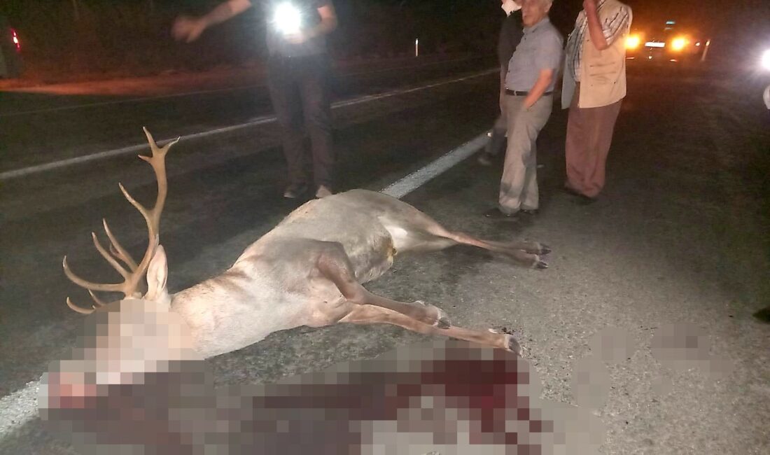 Kütahya'nın Domaniç ilçesinde yol kenarından yaralı halde bulunan geyik yetkililere