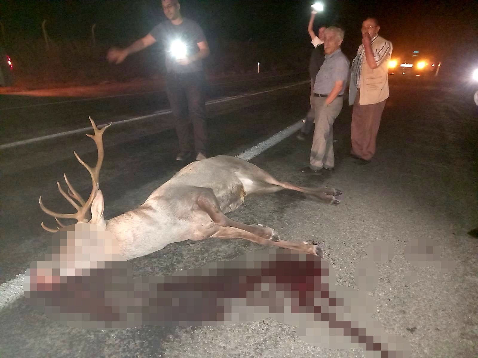 Kütahya'nın Domaniç ilçesinde yol kenarından yaralı halde bulunan geyik yetkililere