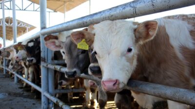 Eskişehir’de büyükbaş hayvanlarda şap aşılamasının yüzde 85’in üzerine çıkmasının ardından