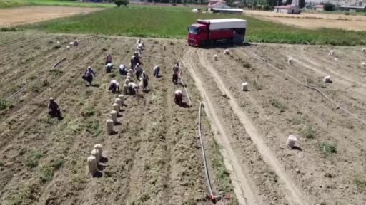 Afyonkarahisarda Kışlık Patates Hasadı Başladı, Rekolte Üreticiyi Sevindirdi Türkiye’nin önemli üretim merkezlerinden Afyon’da kışlık patates hasadı başladı. Tarlada
