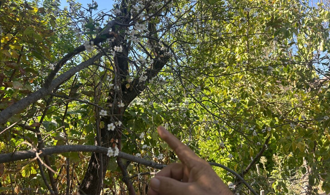 Eskişehir’de Şaşırtan Olay Eskişehir’de ağustos ayının son günlerinde çiçek açan erik ağacı, görenleri