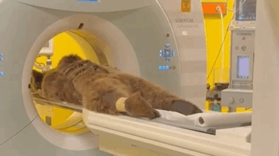 İstanbul Çekmeköy'deki bir rehabilitasyon merkezinde yaşayan yaklaşık 200 kilogram ağırlığındaki