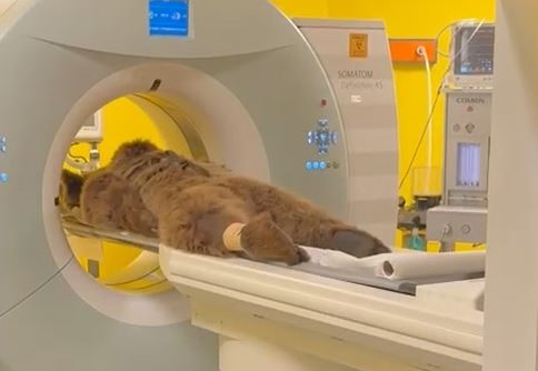 İstanbul Çekmeköy'deki bir rehabilitasyon merkezinde yaşayan yaklaşık 200 kilogram ağırlığındaki