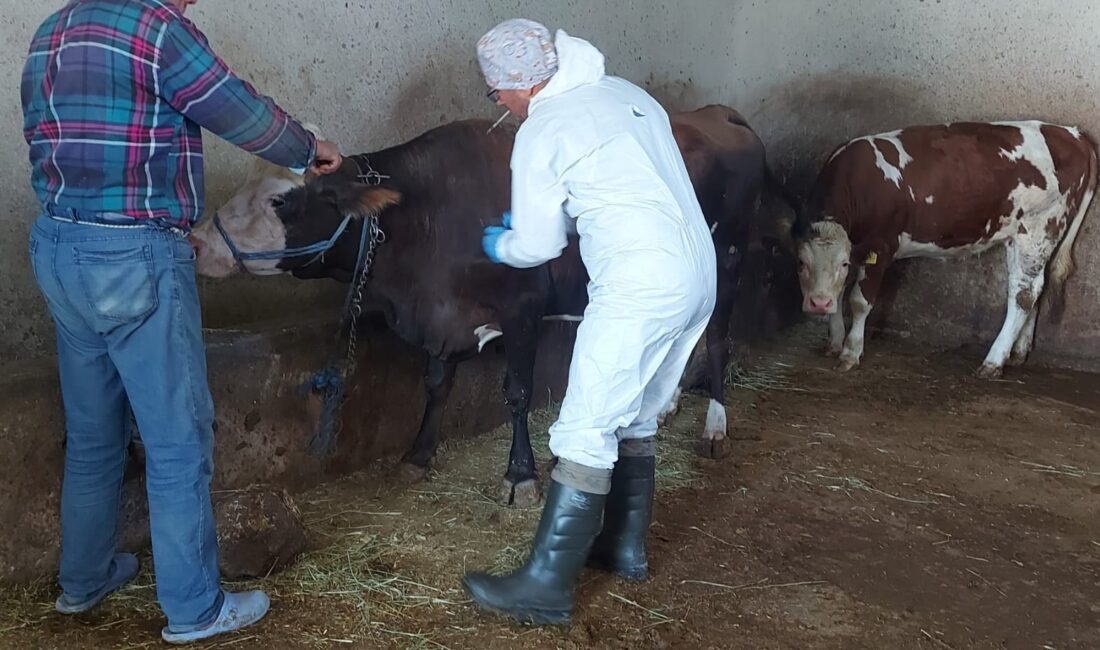 Afyonkarahisar İl Tarım ve Orman Müdürlüğü, kent genelinde sığır tüberkülozu