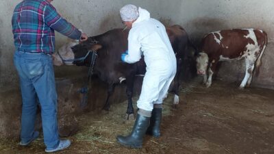 Afyonkarahisar İl Tarım ve Orman Müdürlüğü, kent genelinde sığır tüberkülozu