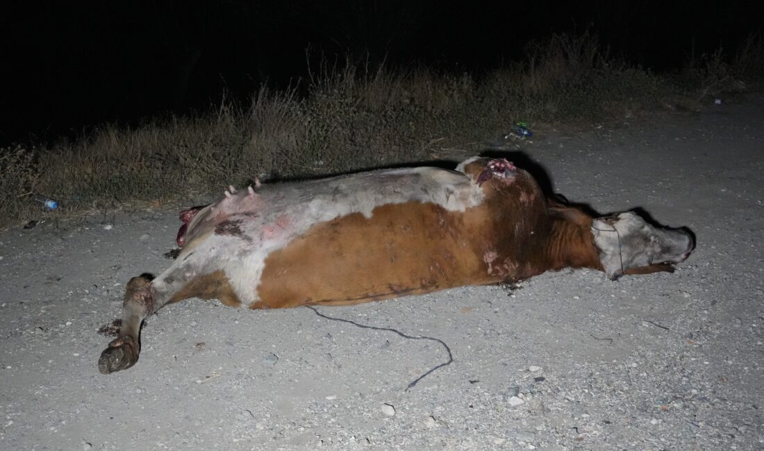 Kastamonu-Sinop karayolunda Gölveren köyü mevkiinde meydana gelen kazada, yola aniden