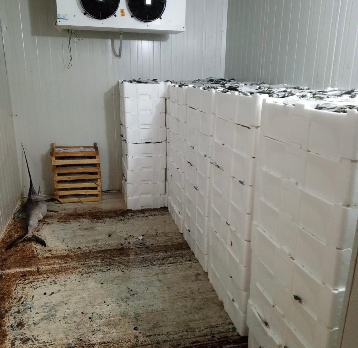 Tarım ve zabıta ekipleri tarafından yapılan denetimde, boy limitine uygun