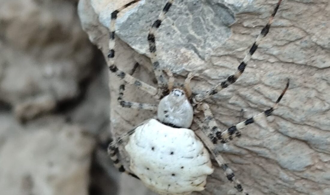 Örümceğin fotoğrafını çeken vatandaşlar, internetten yaptıkları araştırma sonucu türün “Argiope