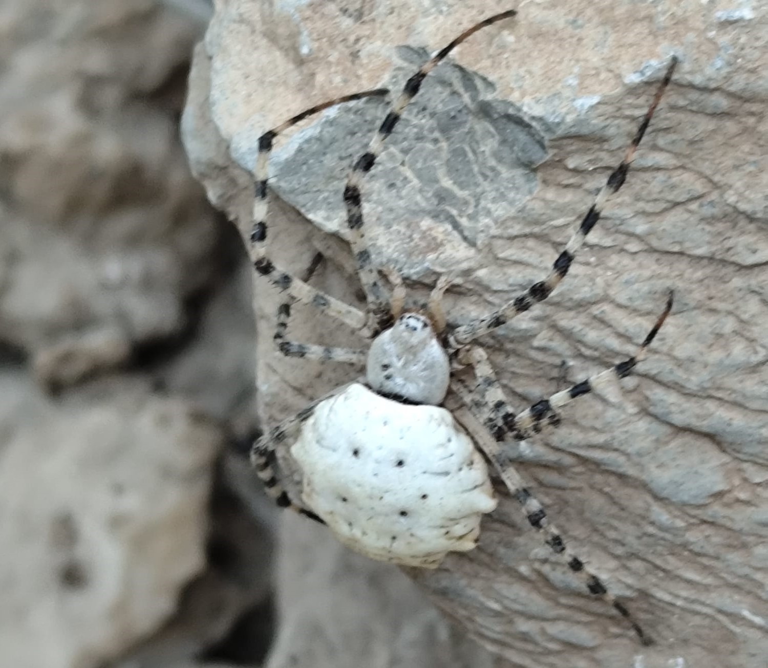 Örümceğin fotoğrafını çeken vatandaşlar, internetten yaptıkları araştırma sonucu türün “Argiope