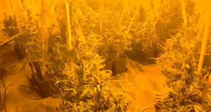 Konteynerlerde İklimlendirme Sistemiyle Uyuşturucu Yetiştiren Şüpheliler Yakalandı Adana’da jandarma ekipleri, konteynerlere kurulan iklimlendirme sistemiyle skunk yetiştirildiğini tespit