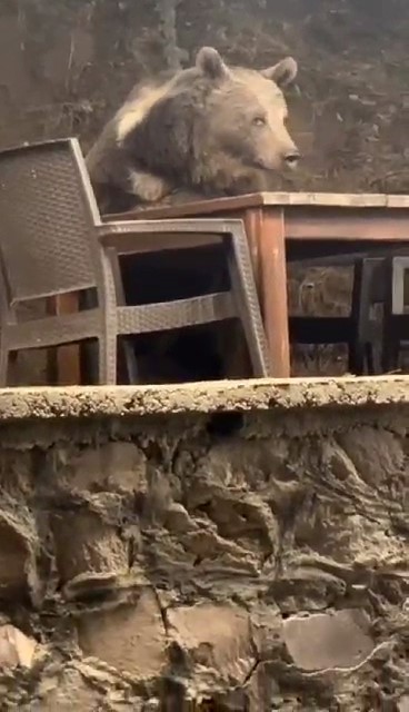 Lokantaya Giren Ayı Masaya Oturdu, Servis Gelmesini Bekledi! Kızılcahamam'da lokantaya giren ayı masaya oturup servis bekledi