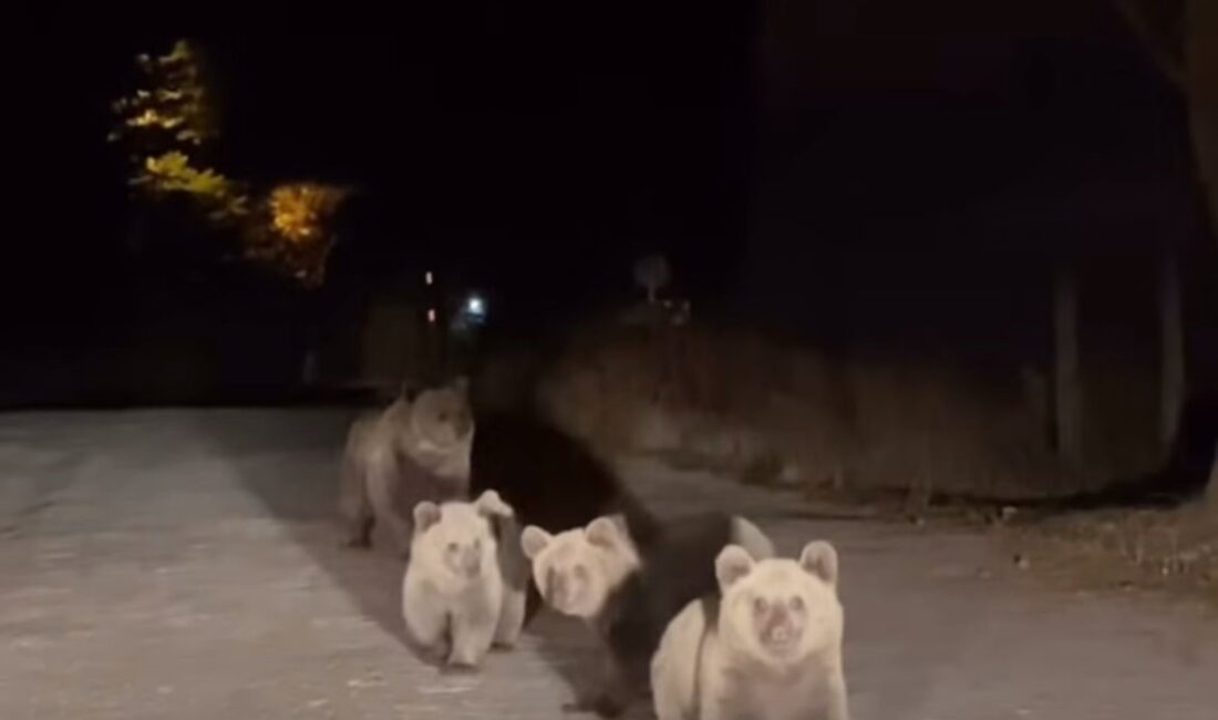 Doğal yaşam alanında gezi yapan bir sürücü, aniden yol üzerinde