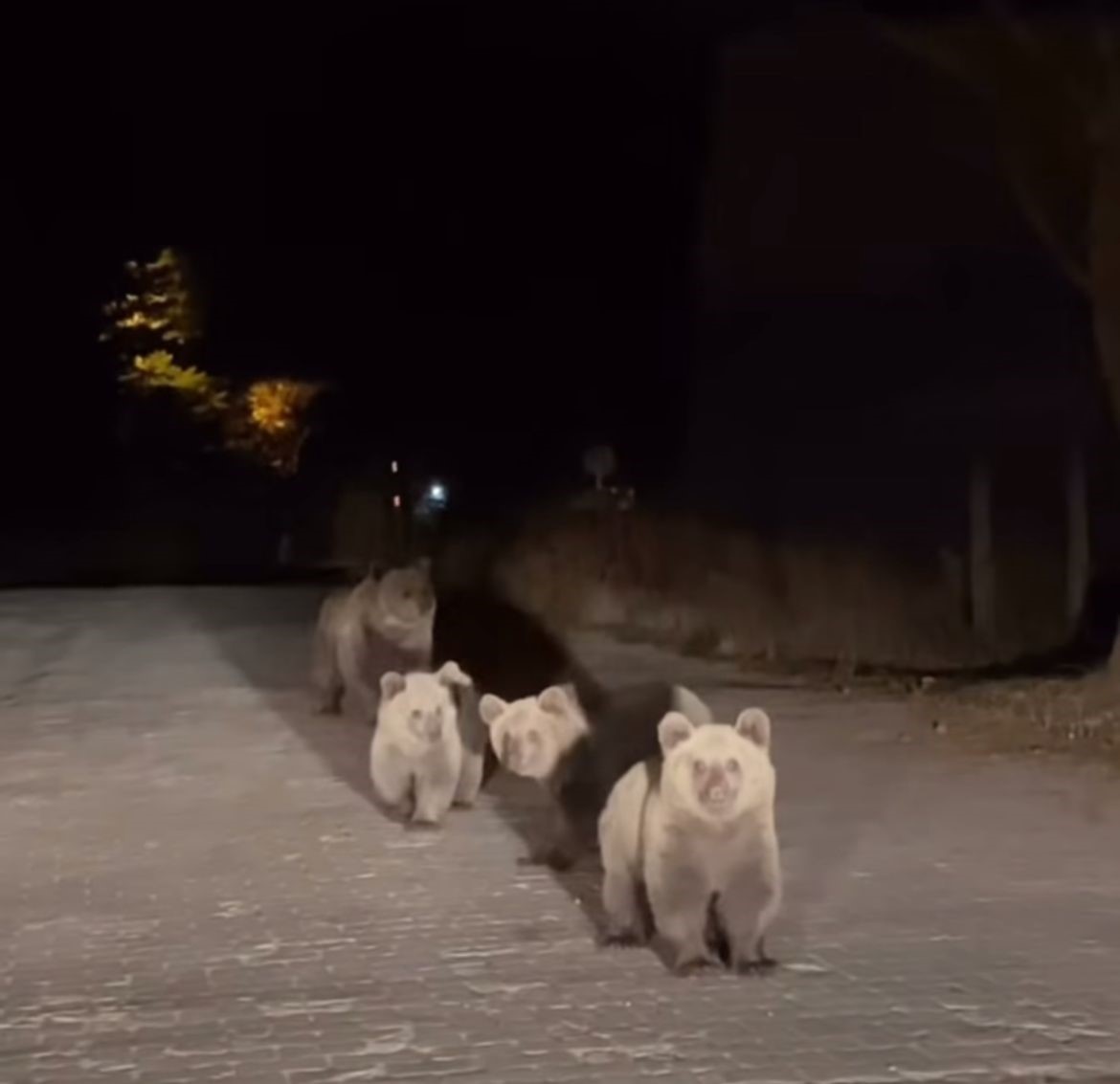 Doğal yaşam alanında gezi yapan bir sürücü, aniden yol üzerinde