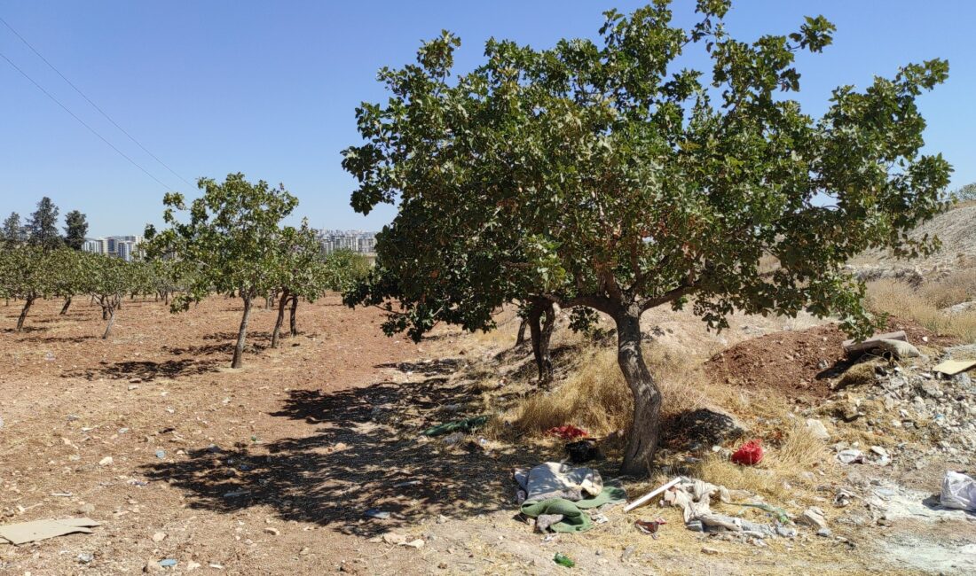 Şanlıurfa Haliliye’de 3 gündür kayıp olan 71 yaşındaki Ayşe Akgöbek,