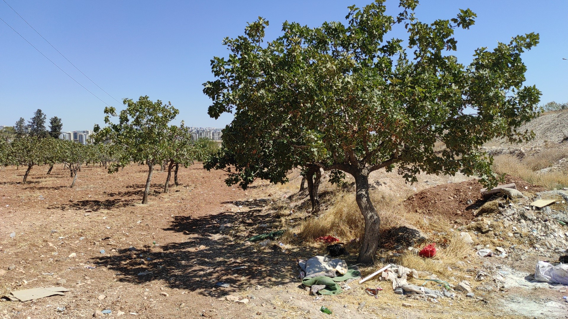 Şanlıurfa Haliliye’de 3 gündür kayıp olan 71 yaşındaki Ayşe Akgöbek,
