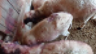 Denizli’nin Acıpayam ilçesi Gedikli Mahallesi’nde gece saatlerinde ağıla giren kurt,