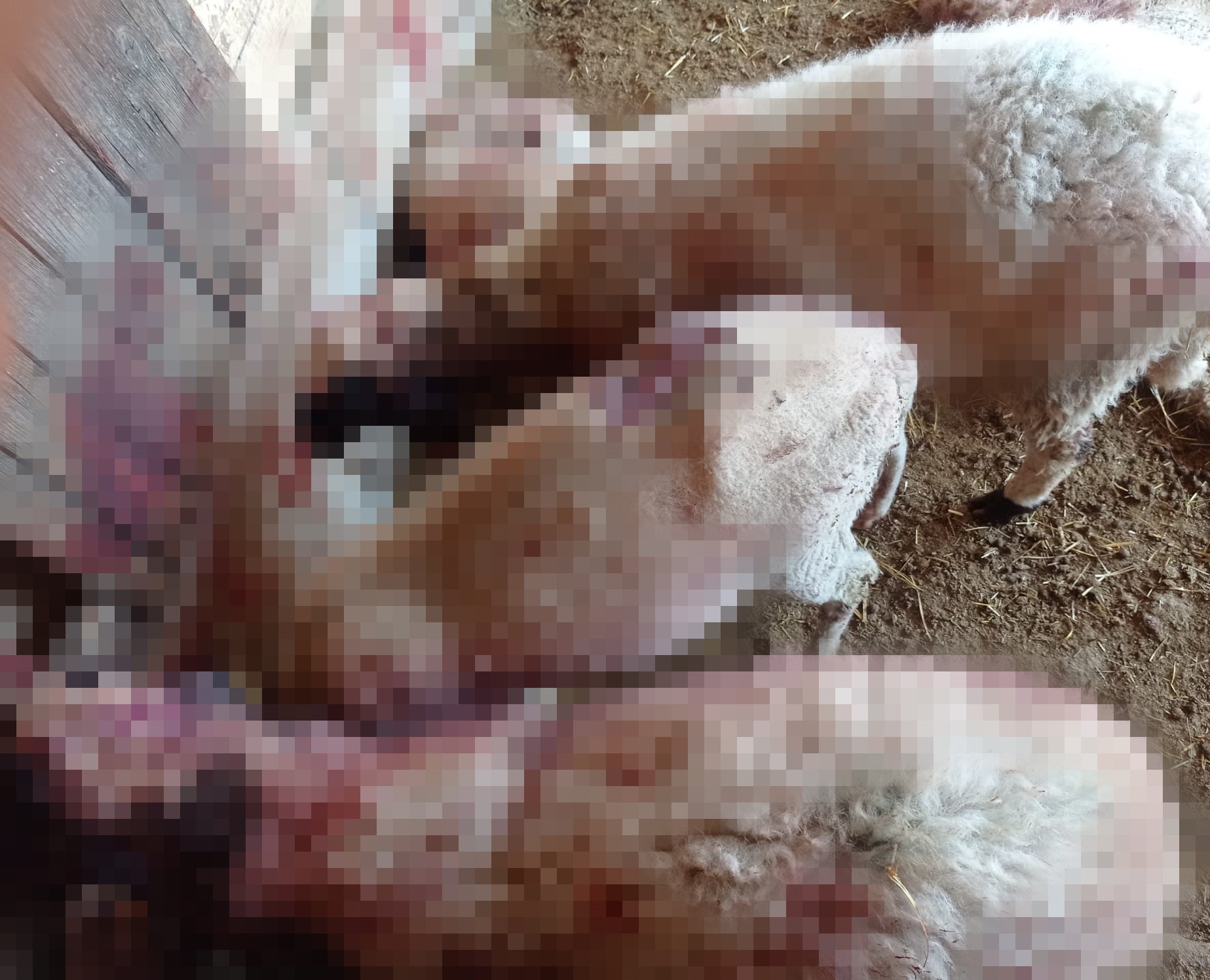 Denizli’nin Acıpayam ilçesi Gedikli Mahallesi’nde gece saatlerinde ağıla giren kurt,