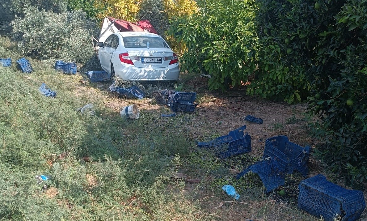 Mersin’in Silifke ilçesinde, bahçede zeytin hasadı yapan işçilerin arasına otomobil