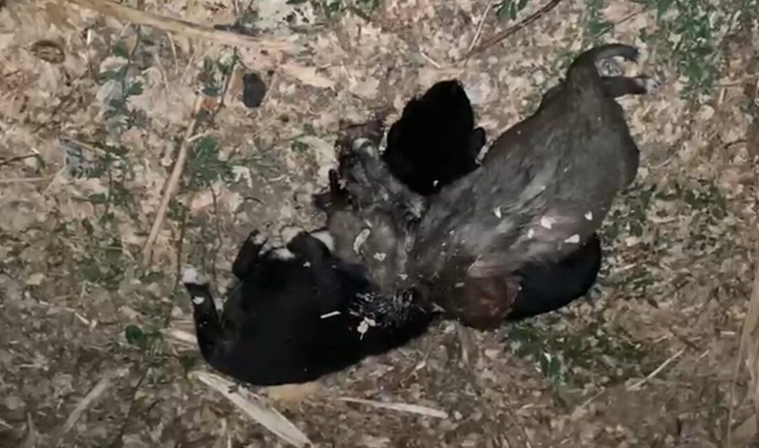 
Tokat’ın Zile ilçesi Karaşeyh köyünde bir evin bahçesinde 3 yavru