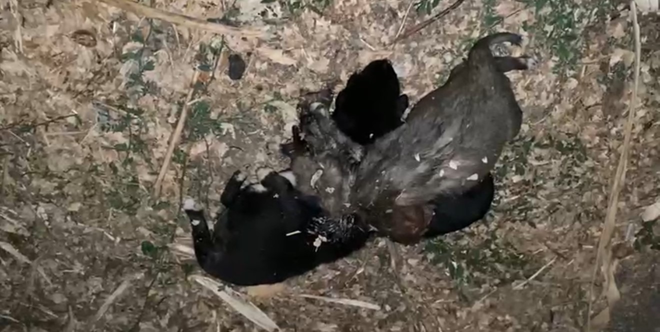 
Tokat’ın Zile ilçesi Karaşeyh köyünde bir evin bahçesinde 3 yavru