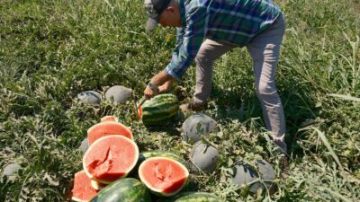 Haftalardır gündemde olan Iphone 17’nin fiyatı, çiftçiyi düşündürüyor. En düşük