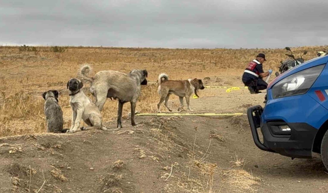 Edirne’nin Havsa ilçesine bağlı Hasköy köyünde, arazi anlaşmazlığı ve köpekler