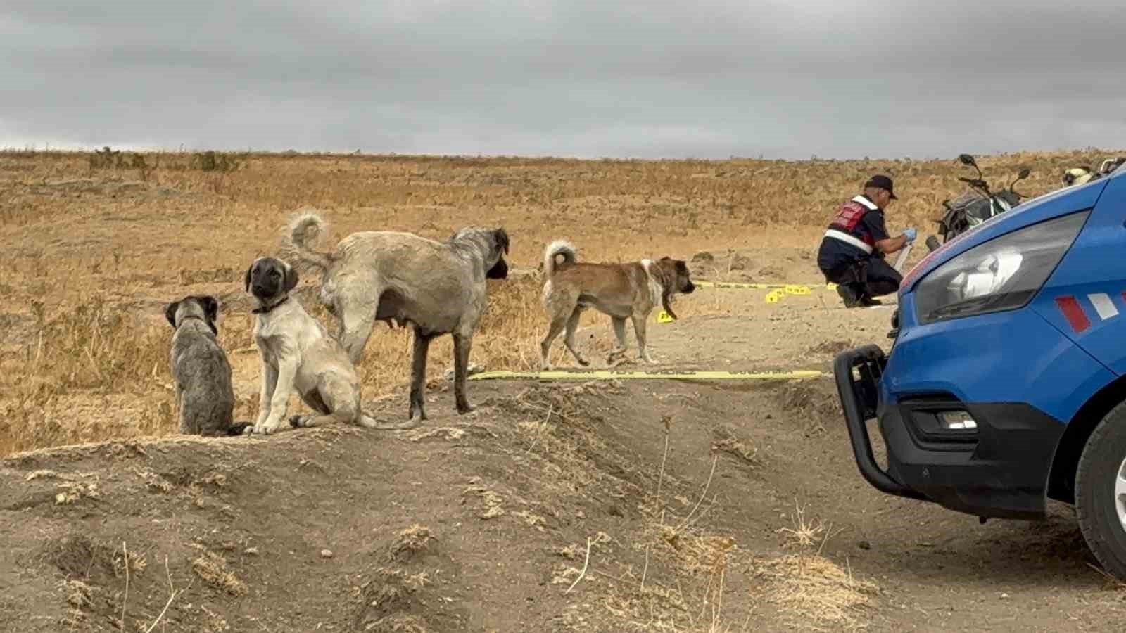 Edirne’nin Havsa ilçesine bağlı Hasköy köyünde, arazi anlaşmazlığı ve köpekler