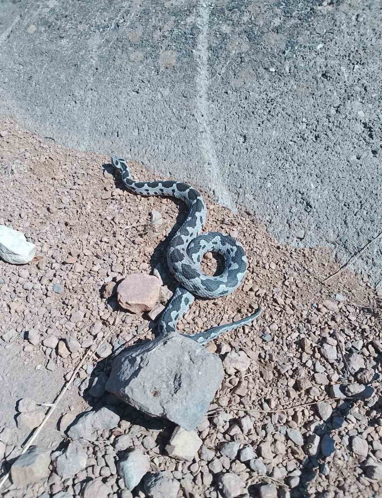 Afyonkarahisar’da avcılar tarafından arazide bulunan yaklaşık 2 metre boyundaki engerek