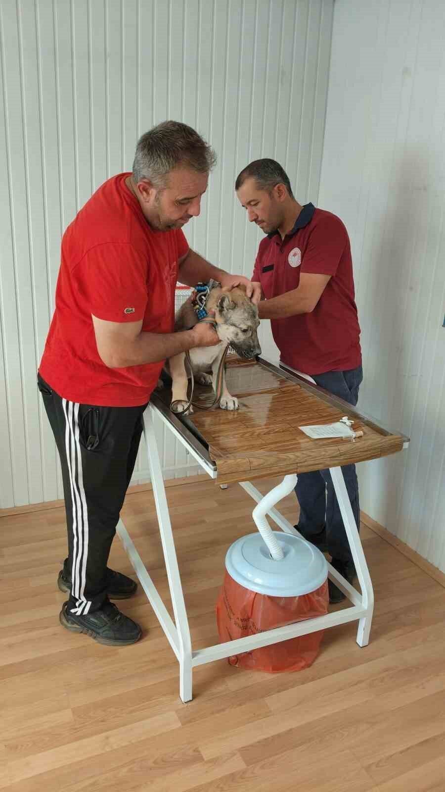 Afyonkarahisar Tarım ve Orman İl Müdürlüğü, evcil hayvan sahiplerini mikroçip