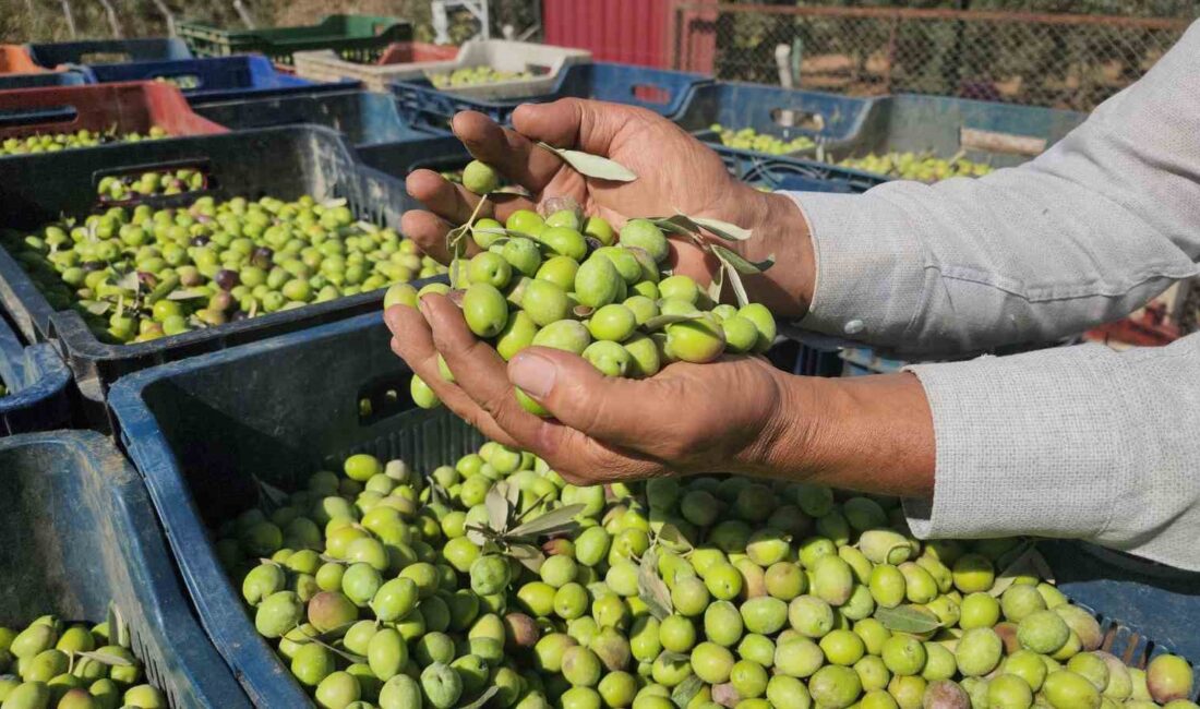 Hatay’da sofralık zeytin hasadı başladı. Hassa ilçesinde verimi yüksek geçen