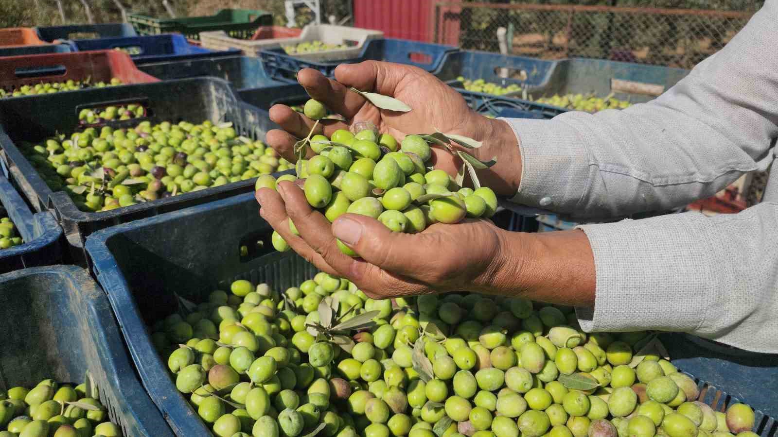 Hatay’da sofralık zeytin hasadı başladı. Hassa ilçesinde verimi yüksek geçen
