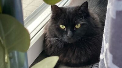 İspanya'nın Terrassa kasabasında Cadılar Bayramı döneminde siyah kedilerin zarar görmesini