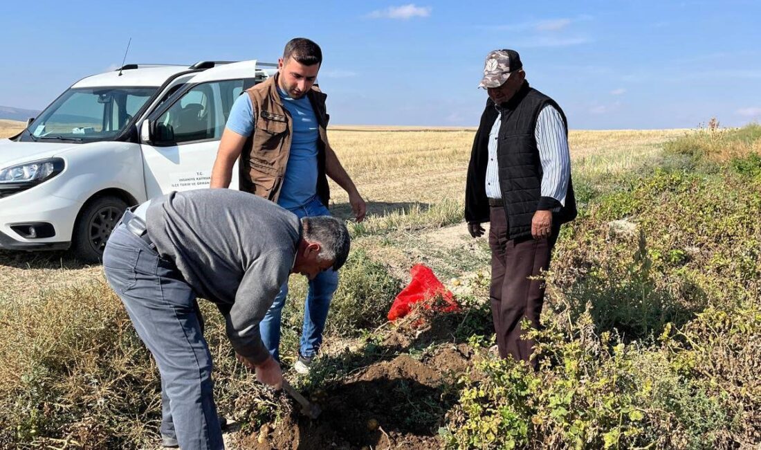 Afyonkarahisar’ın İhsaniye ilçesinde patates hasadı öncesi kontroller yapılarak verimin yüksek