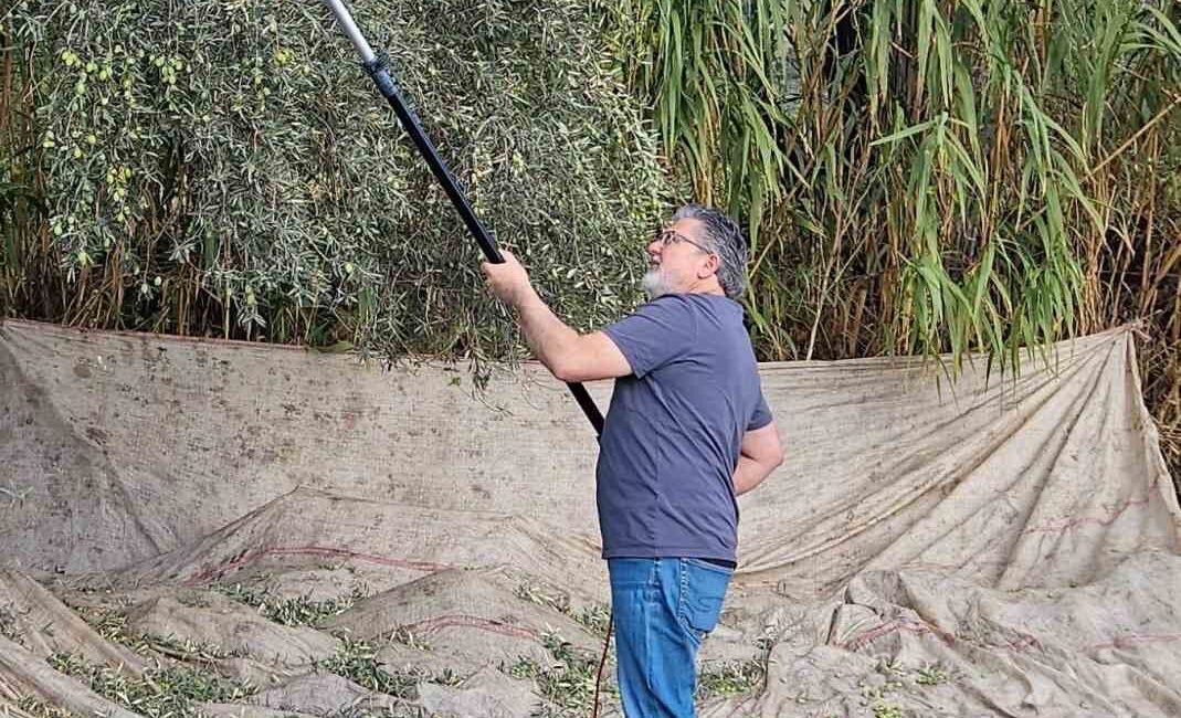 Türkiye’nin en önemli zeytin ve zeytinyağı üretim merkezlerinden bir olan