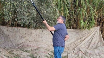 Türkiye’nin en önemli zeytin ve zeytinyağı üretim merkezlerinden bir olan