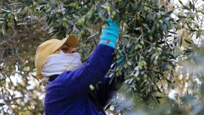 Türkiye'nin önemli zeytin üretim merkezlerinden Manisa'nın Akhisar ilçesinde, halk arasında