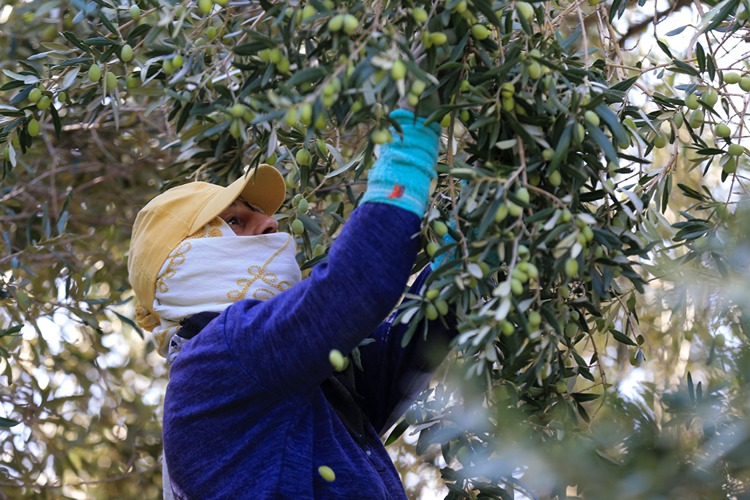 Sofralık zeytin, üreticinin yüz güldürüyor Türkiye'nin önemli zeytin üretim merkezlerinden Manisa'nın Akhisar ilçesinde, halk arasında