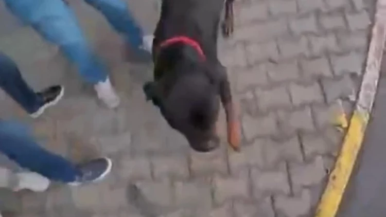 Mersin Toroslar'da ağızlıksız gezdirilen Rottweiler cinsi köpek, önce bir kadına