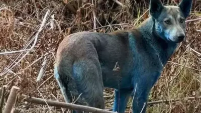 Çernobil Nükleer Santrali çevresinde sokak köpeklerinin tüyleri maviye döndü. Dogs