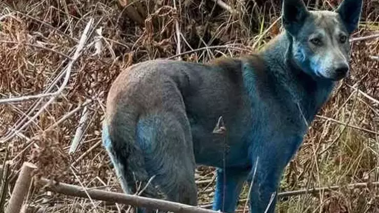 Mavi köpek gizemi: Sokak hayvanlarında şaşırtan dönüşüm Çernobil Nükleer Santrali çevresinde sokak köpeklerinin tüyleri maviye döndü. Dogs